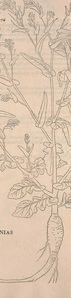 An illustration from De historia stirpium commentarii insignes : maximis impensis et uigiliis elaborati, adiectis earundem uiuis plusquam quingentis imaginibus, nunquam antea ad naturae imitationem artificiosius effictis & expressis / <U+01C2>c Leonharto Fuchsio medico hac nostra aetate longè clarissimo, autore. Regiones peregrinas pleriq[ue], alij alias, sumptu ingenti, studio indefesso, nec sine discrimine uirae nonnunquam, adierunt, ut simplicium materiae cognoscendae facultatem compararent sibi: eam tibi materiam uniuersam summo & impensarum & temporis compendio, procul discrimine omni, tanquam in uiuo iucundissimoq́[ue] uiridario, magna cum uoluptate, hinc cognoscere licebit. Accessit ijs succincta admodum uocum difficilium & obscurarum passim in hoc opere occurrentium explicatio. Vnà cum quadruplici indice, quorum primus quidem stirpium nomenclaturas Graecas, alter Latinas, tertius officinis seplasiariorum & herbarijs usitatas, quartus Germanicas continebit, 1542, leaf 210