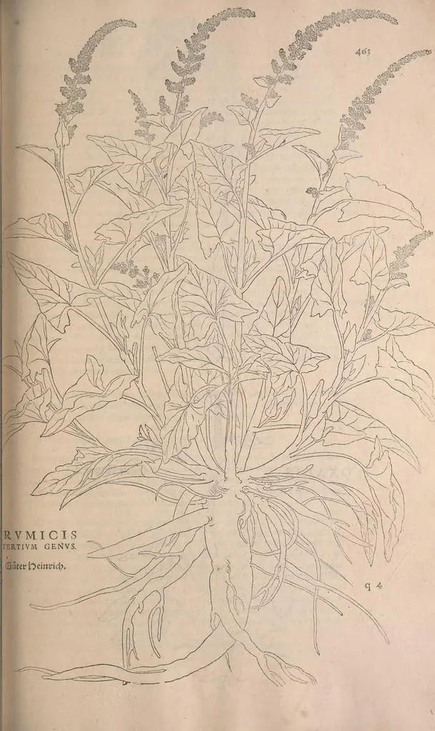 An illustration from De historia stirpium commentarii insignes : maximis impensis et uigiliis elaborati, adiectis earundem uiuis plusquam quingentis imaginibus, nunquam antea ad naturae imitationem artificiosius effictis & expressis / <U+01C2>c Leonharto Fuchsio medico hac nostra aetate longè clarissimo, autore. Regiones peregrinas pleriq[ue], alij alias, sumptu ingenti, studio indefesso, nec sine discrimine uirae nonnunquam, adierunt, ut simplicium materiae cognoscendae facultatem compararent sibi: eam tibi materiam uniuersam summo & impensarum & temporis compendio, procul discrimine omni, tanquam in uiuo iucundissimoq́[ue] uiridario, magna cum uoluptate, hinc cognoscere licebit. Accessit ijs succincta admodum uocum difficilium & obscurarum passim in hoc opere occurrentium explicatio. Vnà cum quadruplici indice, quorum primus quidem stirpium nomenclaturas Graecas, alter Latinas, tertius officinis seplasiariorum & herbarijs usitatas, quartus Germanicas continebit, 1542, leaf 497