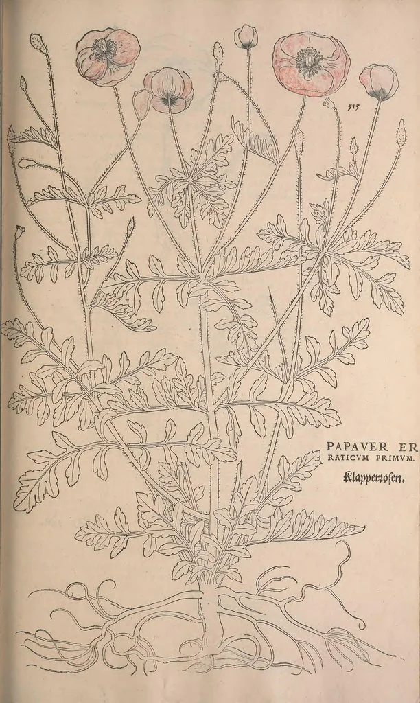 An illustration from De historia stirpium commentarii insignes : maximis impensis et uigiliis elaborati, adiectis earundem uiuis plusquam quingentis imaginibus, nunquam antea ad naturae imitationem artificiosius effictis & expressis / <U+01C2>c Leonharto Fuchsio medico hac nostra aetate longè clarissimo, autore. Regiones peregrinas pleriq[ue], alij alias, sumptu ingenti, studio indefesso, nec sine discrimine uirae nonnunquam, adierunt, ut simplicium materiae cognoscendae facultatem compararent sibi: eam tibi materiam uniuersam summo & impensarum & temporis compendio, procul discrimine omni, tanquam in uiuo iucundissimoq́[ue] uiridario, magna cum uoluptate, hinc cognoscere licebit. Accessit ijs succincta admodum uocum difficilium & obscurarum passim in hoc opere occurrentium explicatio. Vnà cum quadruplici indice, quorum primus quidem stirpium nomenclaturas Graecas, alter Latinas, tertius officinis seplasiariorum & herbarijs usitatas, quartus Germanicas continebit, 1542, leaf 549