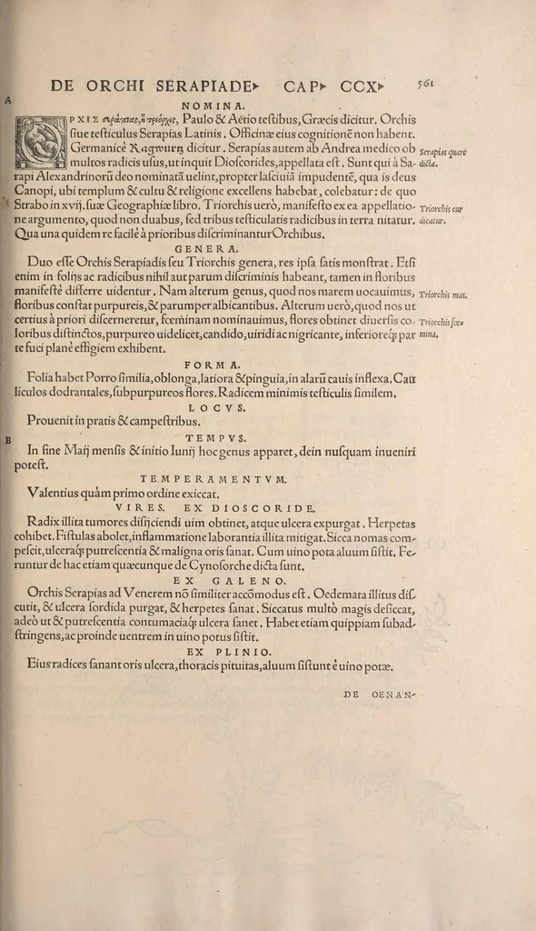 An illustration from De historia stirpium commentarii insignes : maximis impensis et uigiliis elaborati, adiectis earundem uiuis plusquam quingentis imaginibus, nunquam antea ad naturae imitationem artificiosius effictis & expressis / <U+01C2>c Leonharto Fuchsio medico hac nostra aetate longè clarissimo, autore. Regiones peregrinas pleriq[ue], alij alias, sumptu ingenti, studio indefesso, nec sine discrimine uirae nonnunquam, adierunt, ut simplicium materiae cognoscendae facultatem compararent sibi: eam tibi materiam uniuersam summo & impensarum & temporis compendio, procul discrimine omni, tanquam in uiuo iucundissimoq́[ue] uiridario, magna cum uoluptate, hinc cognoscere licebit. Accessit ijs succincta admodum uocum difficilium & obscurarum passim in hoc opere occurrentium explicatio. Vnà cum quadruplici indice, quorum primus quidem stirpium nomenclaturas Graecas, alter Latinas, tertius officinis seplasiariorum & herbarijs usitatas, quartus Germanicas continebit, 1542, leaf 595