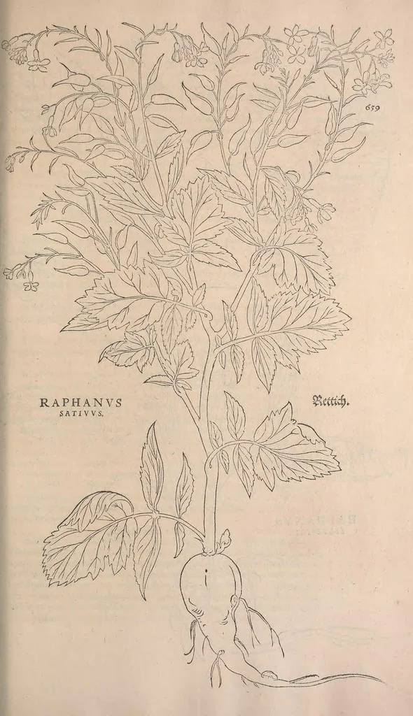 An illustration from De historia stirpium commentarii insignes : maximis impensis et uigiliis elaborati, adiectis earundem uiuis plusquam quingentis imaginibus, nunquam antea ad naturae imitationem artificiosius effictis & expressis / <U+01C2>c Leonharto Fuchsio medico hac nostra aetate longè clarissimo, autore. Regiones peregrinas pleriq[ue], alij alias, sumptu ingenti, studio indefesso, nec sine discrimine uirae nonnunquam, adierunt, ut simplicium materiae cognoscendae facultatem compararent sibi: eam tibi materiam uniuersam summo & impensarum & temporis compendio, procul discrimine omni, tanquam in uiuo iucundissimoq́[ue] uiridario, magna cum uoluptate, hinc cognoscere licebit. Accessit ijs succincta admodum uocum difficilium & obscurarum passim in hoc opere occurrentium explicatio. Vnà cum quadruplici indice, quorum primus quidem stirpium nomenclaturas Graecas, alter Latinas, tertius officinis seplasiariorum & herbarijs usitatas, quartus Germanicas continebit, 1542, leaf 693