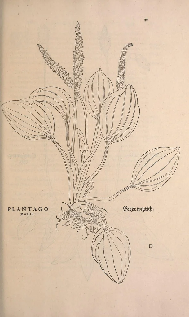 An illustration from De historia stirpium commentarii insignes : maximis impensis et uigiliis elaborati, adiectis earundem uiuis plusquam quingentis imaginibus, nunquam antea ad naturae imitationem artificiosius effictis & expressis / <U+01C2>c Leonharto Fuchsio medico hac nostra aetate longè clarissimo, autore. Regiones peregrinas pleriq[ue], alij alias, sumptu ingenti, studio indefesso, nec sine discrimine uirae nonnunquam, adierunt, ut simplicium materiae cognoscendae facultatem compararent sibi: eam tibi materiam uniuersam summo & impensarum & temporis compendio, procul discrimine omni, tanquam in uiuo iucundissimoq́[ue] uiridario, magna cum uoluptate, hinc cognoscere licebit. Accessit ijs succincta admodum uocum difficilium & obscurarum passim in hoc opere occurrentium explicatio. Vnà cum quadruplici indice, quorum primus quidem stirpium nomenclaturas Graecas, alter Latinas, tertius officinis seplasiariorum & herbarijs usitatas, quartus Germanicas continebit, 1542, leaf 71