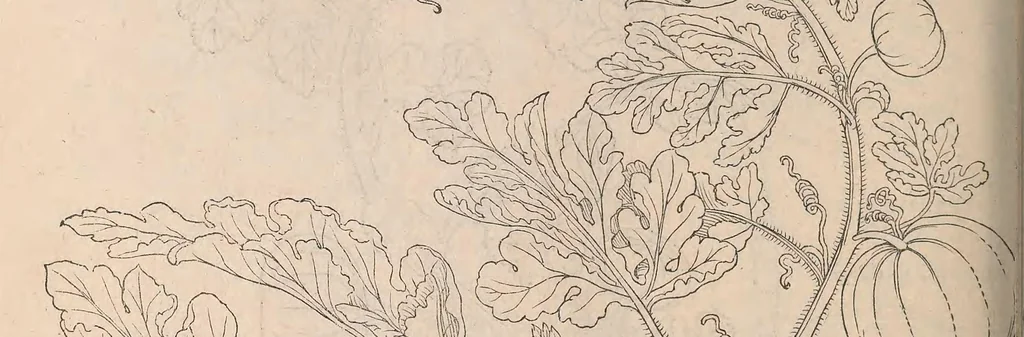 An illustration from De historia stirpium commentarii insignes : maximis impensis et uigiliis elaborati, adiectis earundem uiuis plusquam quingentis imaginibus, nunquam antea ad naturae imitationem artificiosius effictis & expressis / <U+01C2>c Leonharto Fuchsio medico hac nostra aetate longè clarissimo, autore. Regiones peregrinas pleriq[ue], alij alias, sumptu ingenti, studio indefesso, nec sine discrimine uirae nonnunquam, adierunt, ut simplicium materiae cognoscendae facultatem compararent sibi: eam tibi materiam uniuersam summo & impensarum & temporis compendio, procul discrimine omni, tanquam in uiuo iucundissimoq́[ue] uiridario, magna cum uoluptate, hinc cognoscere licebit. Accessit ijs succincta admodum uocum difficilium & obscurarum passim in hoc opere occurrentium explicatio. Vnà cum quadruplici indice, quorum primus quidem stirpium nomenclaturas Graecas, alter Latinas, tertius officinis seplasiariorum & herbarijs usitatas, quartus Germanicas continebit, 1542, leaf 734