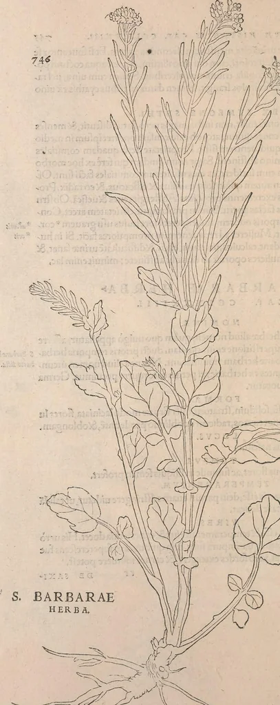 An illustration from De historia stirpium commentarii insignes : maximis impensis et uigiliis elaborati, adiectis earundem uiuis plusquam quingentis imaginibus, nunquam antea ad naturae imitationem artificiosius effictis & expressis / <U+01C2>c Leonharto Fuchsio medico hac nostra aetate longè clarissimo, autore. Regiones peregrinas pleriq[ue], alij alias, sumptu ingenti, studio indefesso, nec sine discrimine uirae nonnunquam, adierunt, ut simplicium materiae cognoscendae facultatem compararent sibi: eam tibi materiam uniuersam summo & impensarum & temporis compendio, procul discrimine omni, tanquam in uiuo iucundissimoq́[ue] uiridario, magna cum uoluptate, hinc cognoscere licebit. Accessit ijs succincta admodum uocum difficilium & obscurarum passim in hoc opere occurrentium explicatio. Vnà cum quadruplici indice, quorum primus quidem stirpium nomenclaturas Graecas, alter Latinas, tertius officinis seplasiariorum & herbarijs usitatas, quartus Germanicas continebit, 1542, leaf 780