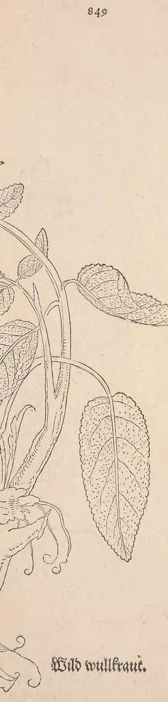 An illustration from De historia stirpium commentarii insignes : maximis impensis et uigiliis elaborati, adiectis earundem uiuis plusquam quingentis imaginibus, nunquam antea ad naturae imitationem artificiosius effictis & expressis / <U+01C2>c Leonharto Fuchsio medico hac nostra aetate longè clarissimo, autore. Regiones peregrinas pleriq[ue], alij alias, sumptu ingenti, studio indefesso, nec sine discrimine uirae nonnunquam, adierunt, ut simplicium materiae cognoscendae facultatem compararent sibi: eam tibi materiam uniuersam summo & impensarum & temporis compendio, procul discrimine omni, tanquam in uiuo iucundissimoq́[ue] uiridario, magna cum uoluptate, hinc cognoscere licebit. Accessit ijs succincta admodum uocum difficilium & obscurarum passim in hoc opere occurrentium explicatio. Vnà cum quadruplici indice, quorum primus quidem stirpium nomenclaturas Graecas, alter Latinas, tertius officinis seplasiariorum & herbarijs usitatas, quartus Germanicas continebit, 1542, leaf 883