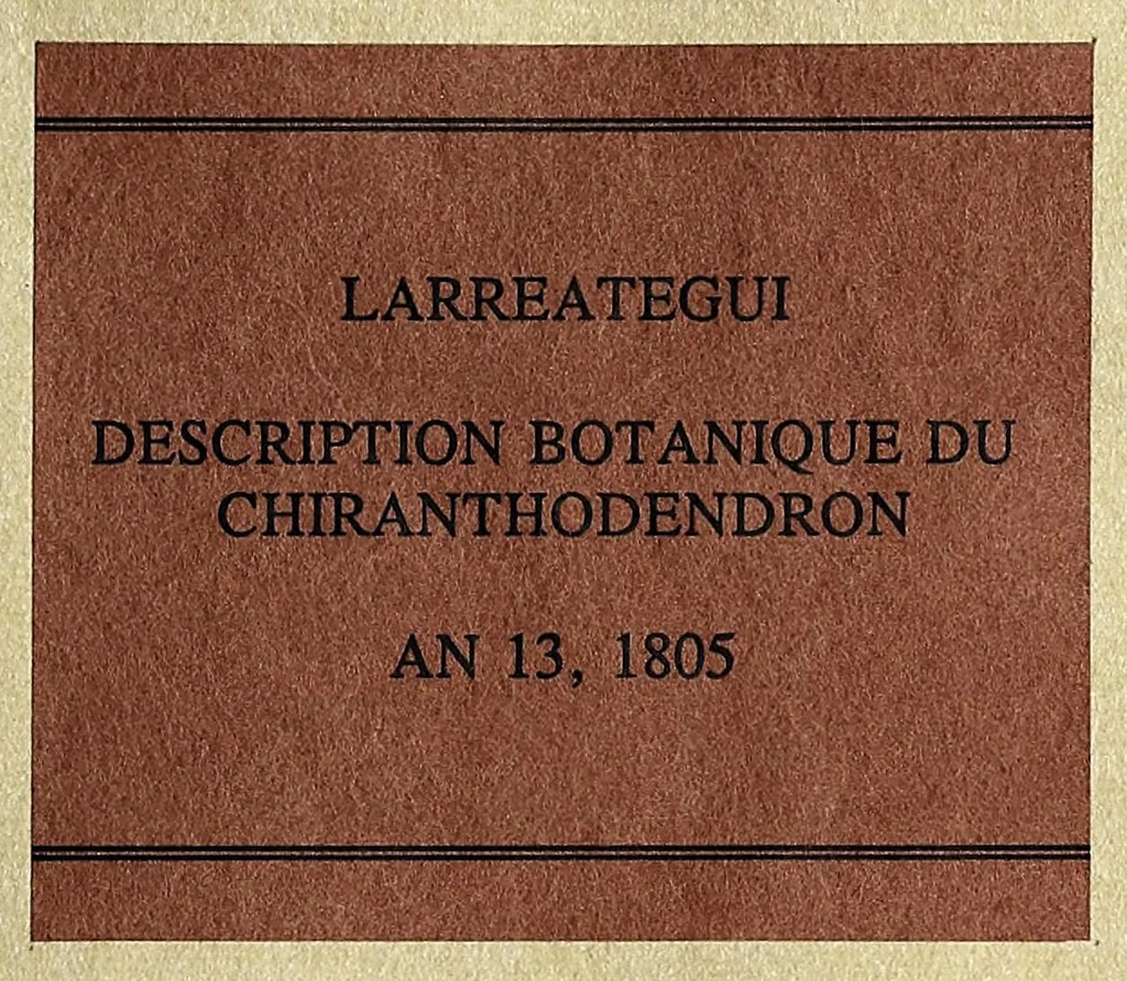 An illustration from Description botanique du Chiranthodendron : arbre du Mexique, nouvellement connu, et remarquable par son aspect et sa beauté, 1805, leaf 1