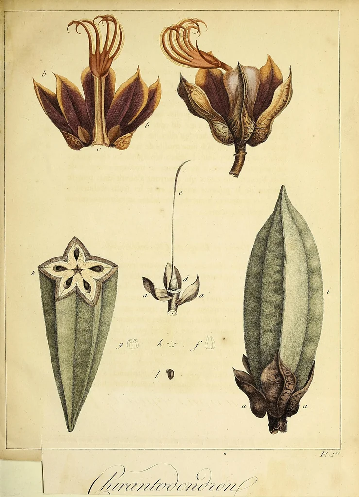 An illustration from Description botanique du Chiranthodendron : arbre du Mexique, nouvellement connu, et remarquable par son aspect et sa beauté, 1805, leaf 35