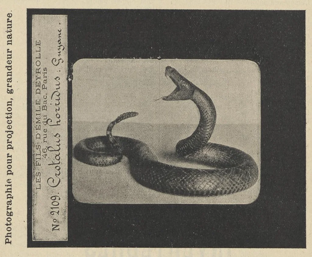 An illustration from Diapositifs sur verre pour projections. Photographies et Microphotographies, 1912, leaf 30