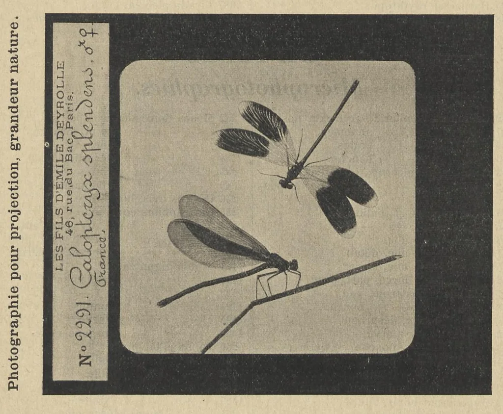 An illustration from Diapositifs sur verre pour projections. Photographies et Microphotographies, 1912, leaf 36