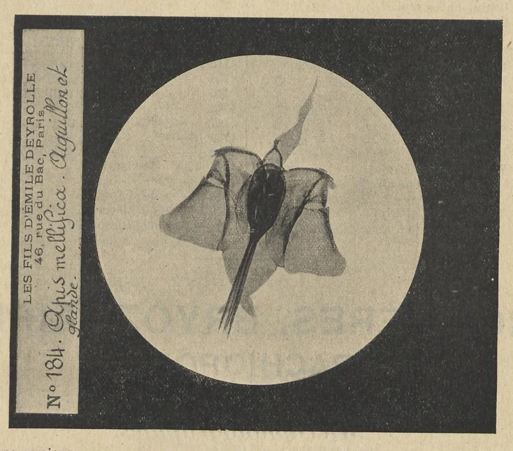 An illustration from Diapositifs sur verre pour projections. Photographies et Microphotographies, 1912, leaf 40