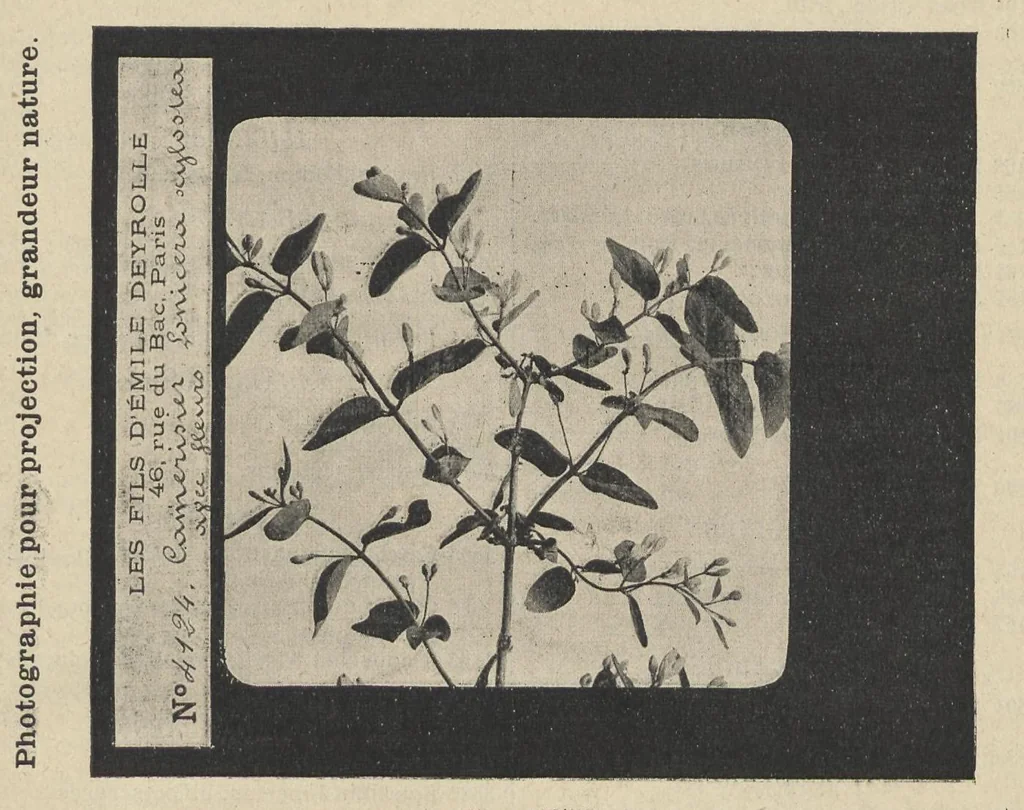 An illustration from Diapositifs sur verre pour projections. Photographies et Microphotographies, 1912, leaf 52