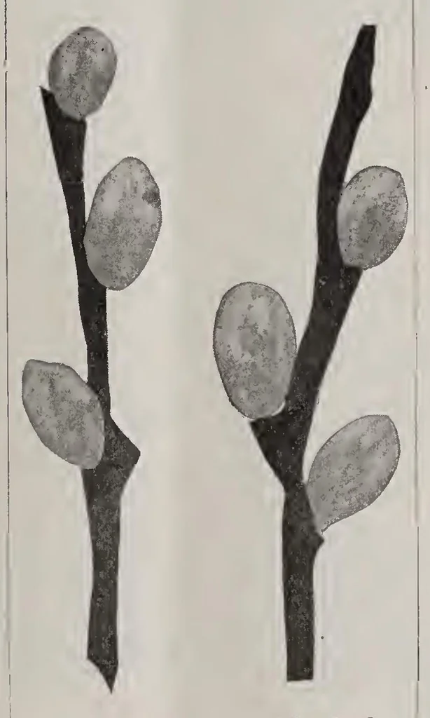 An illustration from ERIC ED622657: Teachers Magazine. Volume XXXV, 1913, leaf 282