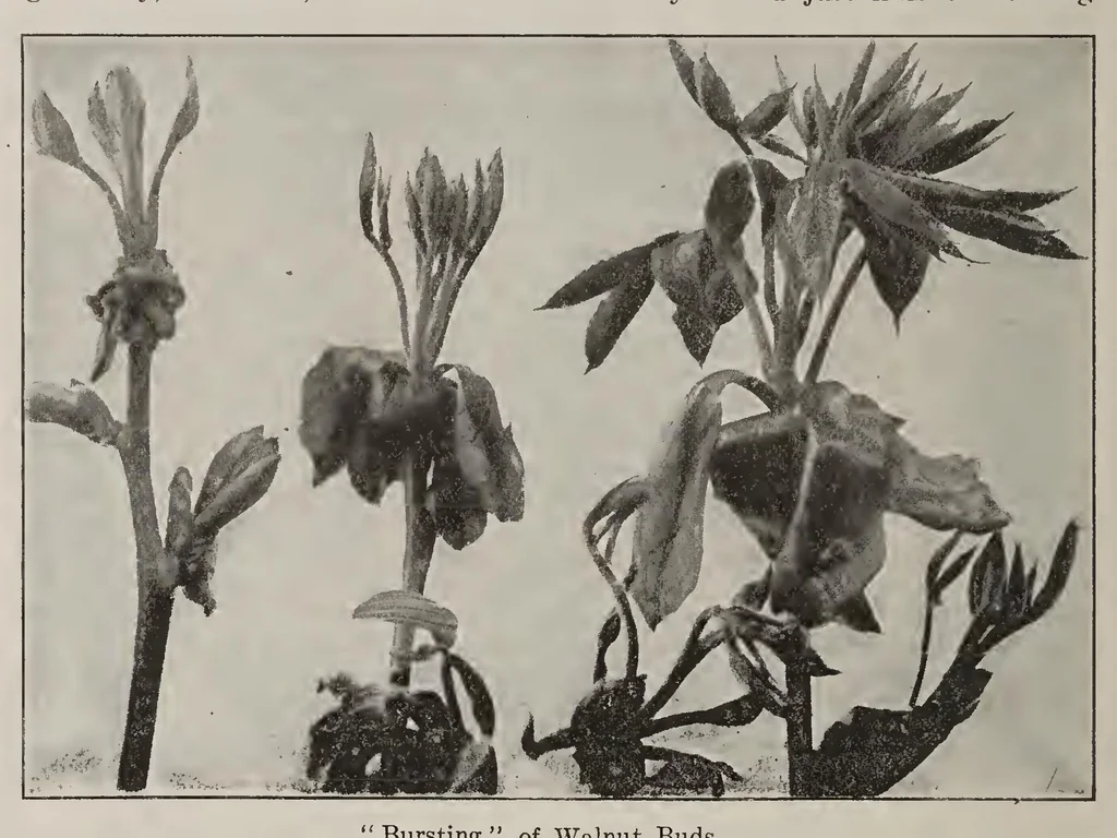 An illustration from ERIC ED622659: Teachers Magazine. Volume XXIX, 1907, leaf 571