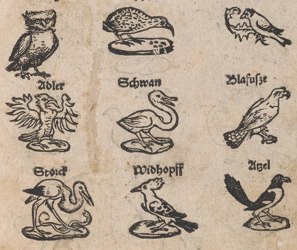 An illustration from Modelbuch aller art nehens und stickens, 1535, leaf 23