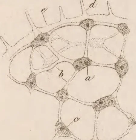 An illustration from Erläuterungstafeln zur vergleichenden Anatomie, 1826, leaf 34