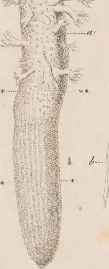 An illustration from Erläuterungstafeln zur vergleichenden Anatomie, 1826, leaf 34
