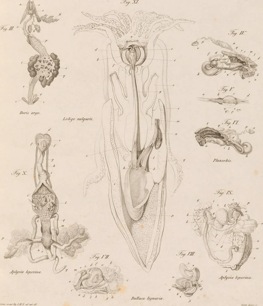 An illustration from Erläuterungstafeln zur vergleichenden Anatomie, 1826, leaf 36