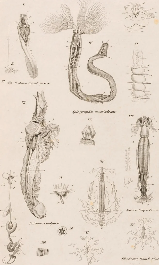 An illustration from Erläuterungstafeln zur vergleichenden Anatomie, 1826, leaf 38