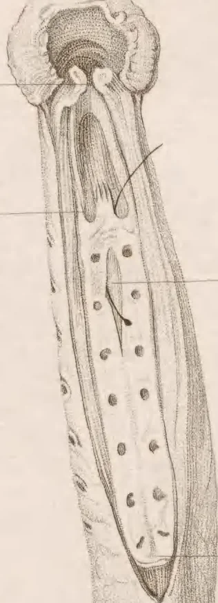 An illustration from Erläuterungstafeln zur vergleichenden Anatomie, 1826, leaf 40