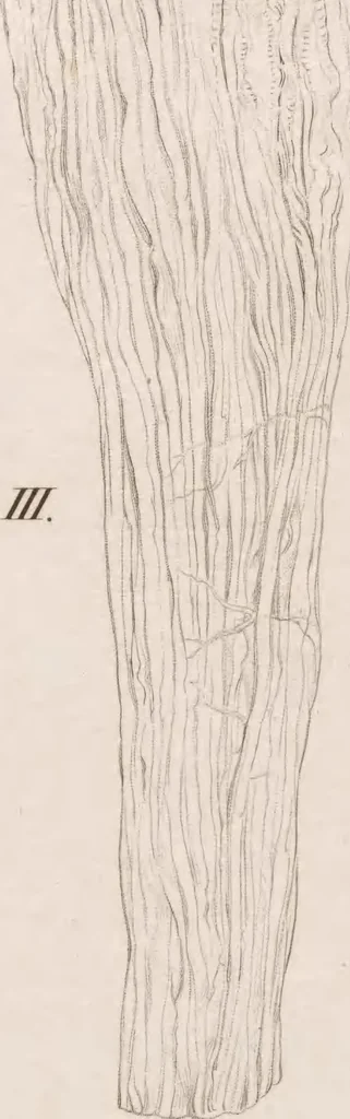 An illustration from Erläuterungstafeln zur vergleichenden Anatomie, 1826, leaf 40