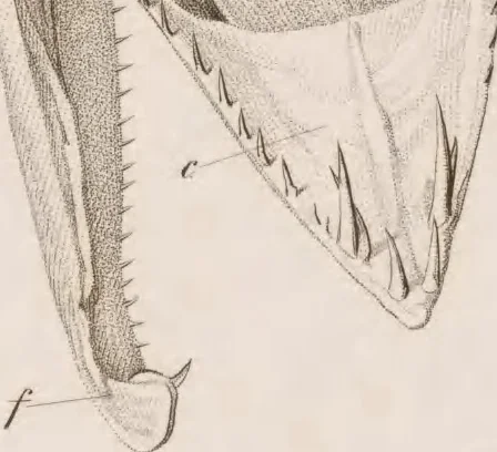 An illustration from Erläuterungstafeln zur vergleichenden Anatomie, 1826, leaf 40