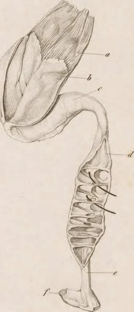 An illustration from Erläuterungstafeln zur vergleichenden Anatomie, 1826, leaf 40