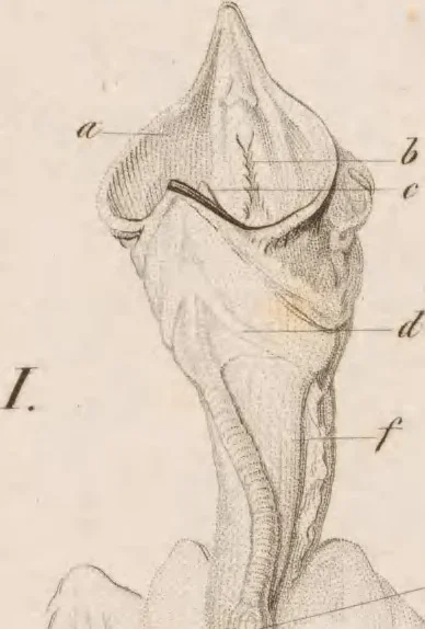 An illustration from Erläuterungstafeln zur vergleichenden Anatomie, 1826, leaf 44