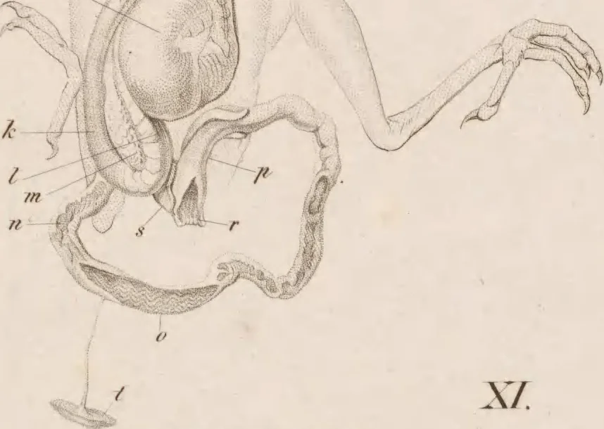 An illustration from Erläuterungstafeln zur vergleichenden Anatomie, 1826, leaf 44