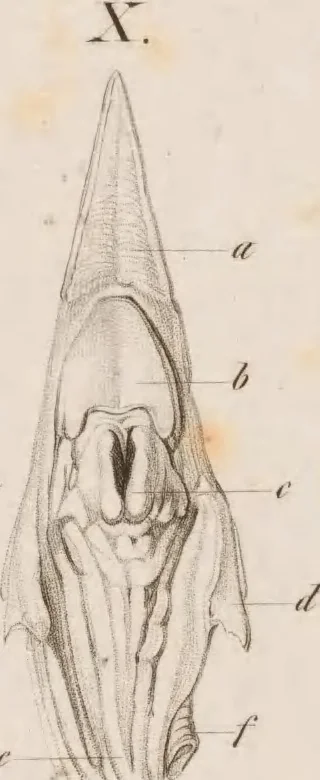 An illustration from Erläuterungstafeln zur vergleichenden Anatomie, 1826, leaf 44