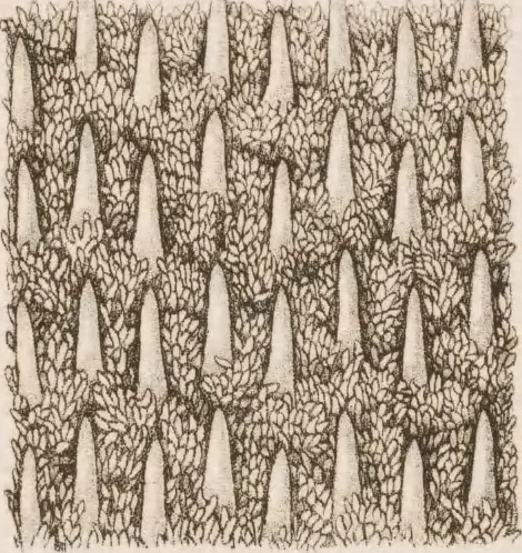 An illustration from Erläuterungstafeln zur vergleichenden Anatomie, 1826, leaf 46