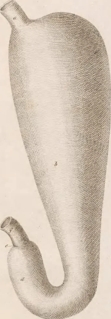 An illustration from Erläuterungstafeln zur vergleichenden Anatomie, 1826, leaf 48