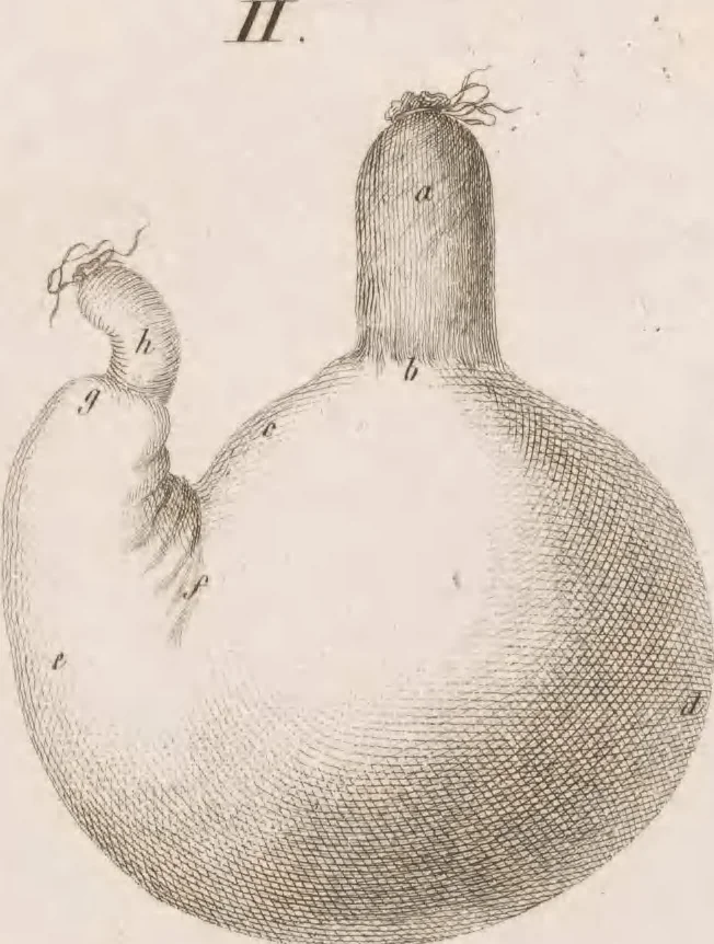An illustration from Erläuterungstafeln zur vergleichenden Anatomie, 1826, leaf 48