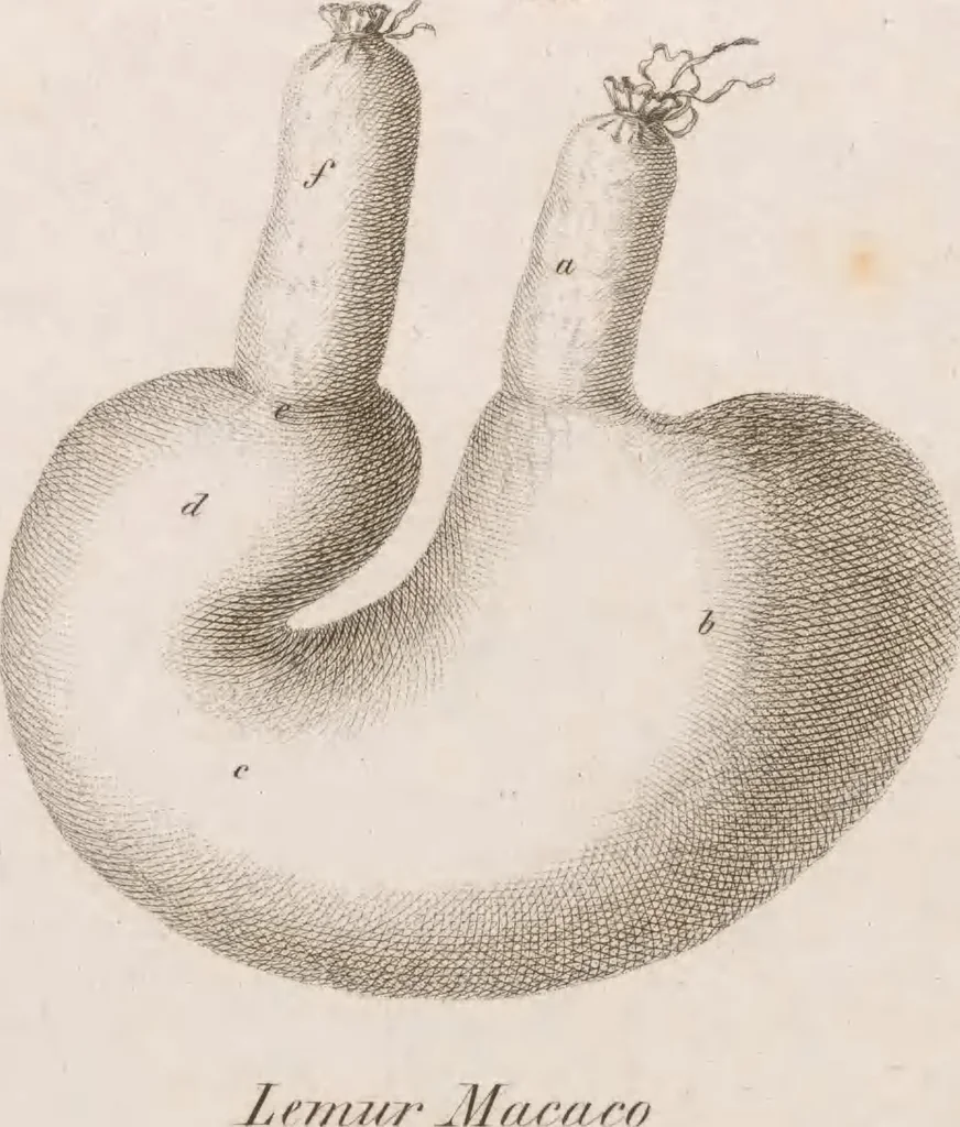 An illustration from Erläuterungstafeln zur vergleichenden Anatomie, 1826, leaf 48