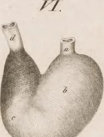 An illustration from Erläuterungstafeln zur vergleichenden Anatomie, 1826, leaf 48