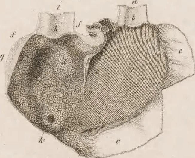 An illustration from Erläuterungstafeln zur vergleichenden Anatomie, 1826, leaf 48