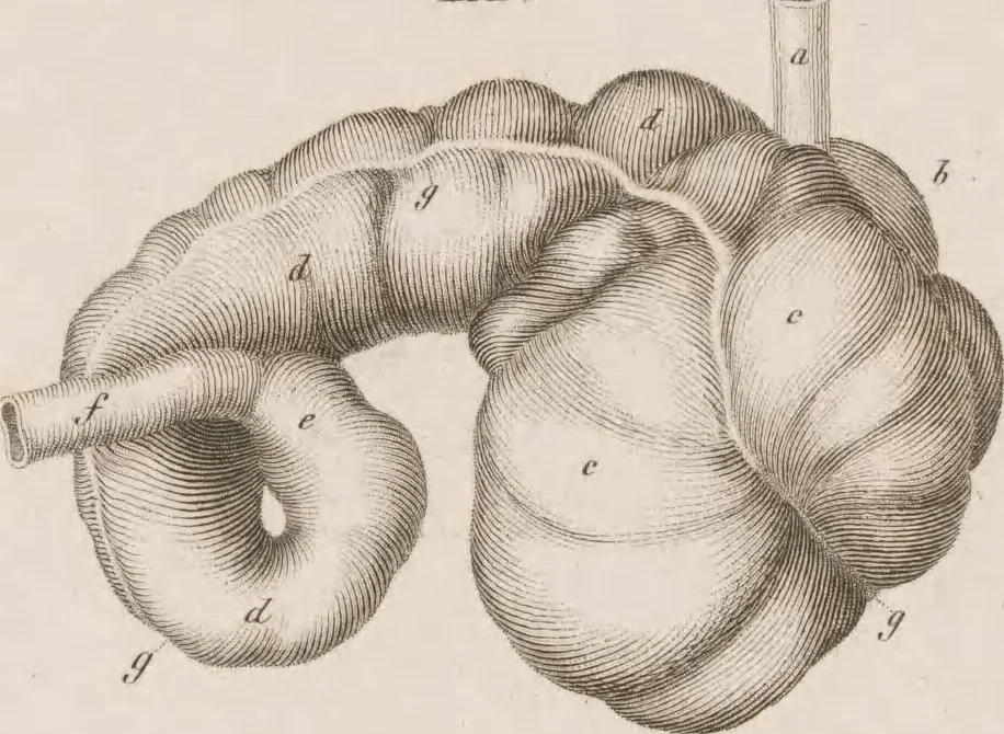 An illustration from Erläuterungstafeln zur vergleichenden Anatomie, 1826, leaf 48
