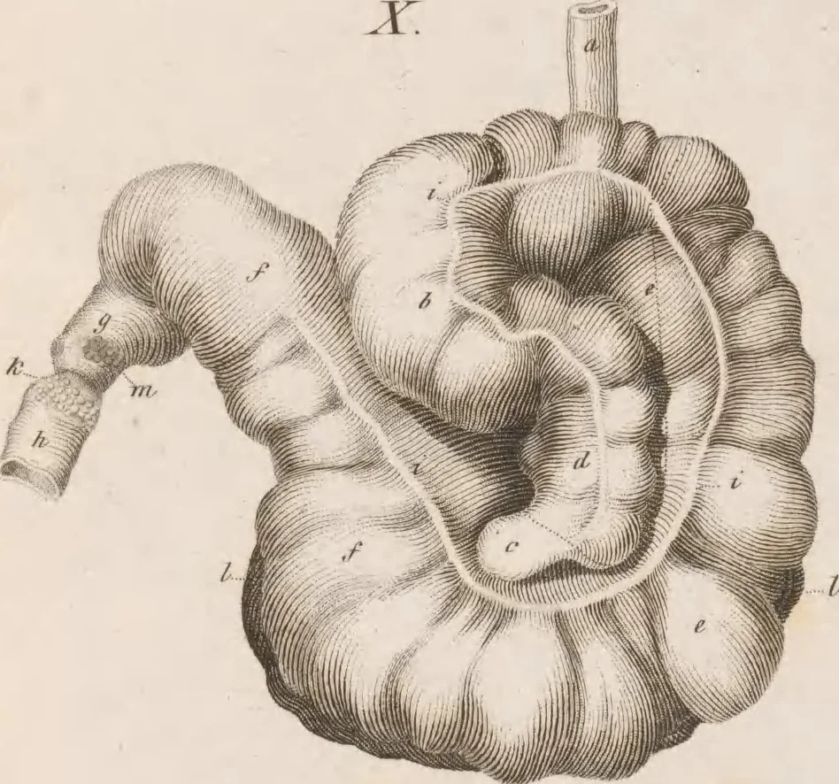 An illustration from Erläuterungstafeln zur vergleichenden Anatomie, 1826, leaf 48