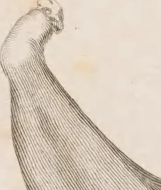 An illustration from Erläuterungstafeln zur vergleichenden Anatomie, 1826, leaf 48