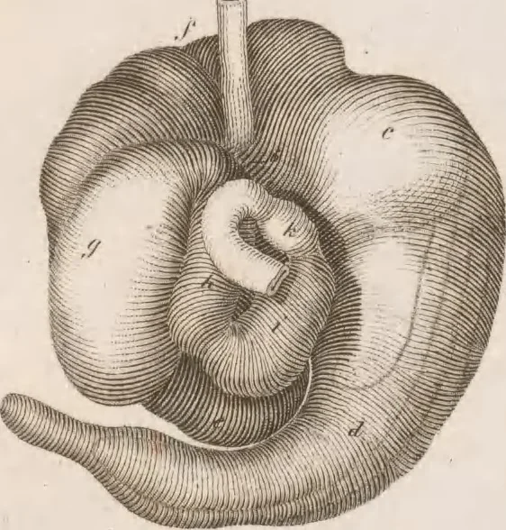 An illustration from Erläuterungstafeln zur vergleichenden Anatomie, 1826, leaf 48