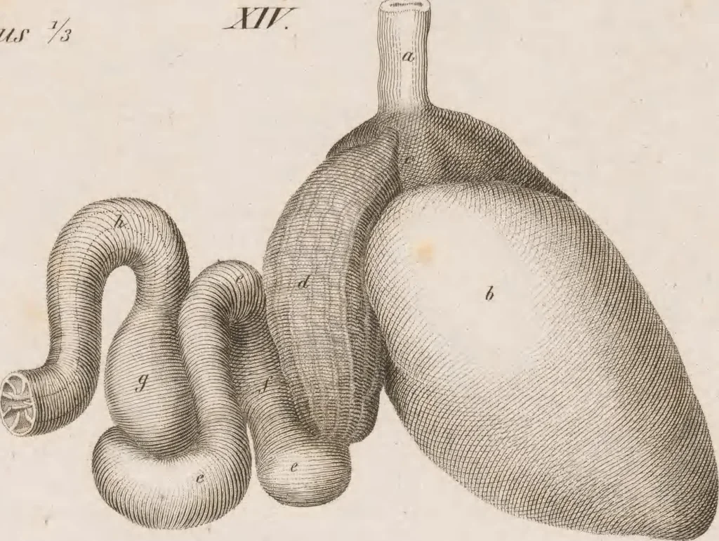 An illustration from Erläuterungstafeln zur vergleichenden Anatomie, 1826, leaf 48