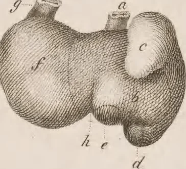 An illustration from Erläuterungstafeln zur vergleichenden Anatomie, 1826, leaf 48