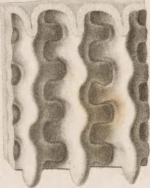 An illustration from Erläuterungstafeln zur vergleichenden Anatomie, 1826, leaf 48