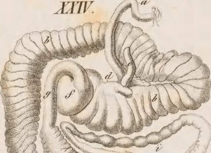 An illustration from Erläuterungstafeln zur vergleichenden Anatomie, 1826, leaf 50