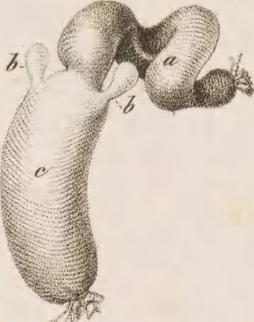 An illustration from Erläuterungstafeln zur vergleichenden Anatomie, 1826, leaf 50