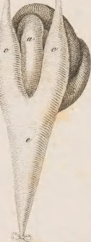 An illustration from Erläuterungstafeln zur vergleichenden Anatomie, 1826, leaf 50
