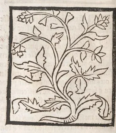 An illustration from [Arbolayre :] Le grant herbier en françois, leaf 101