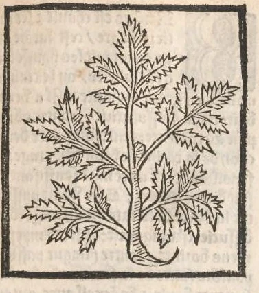 An illustration from [Arbolayre :] Le grant herbier en françois, leaf 104