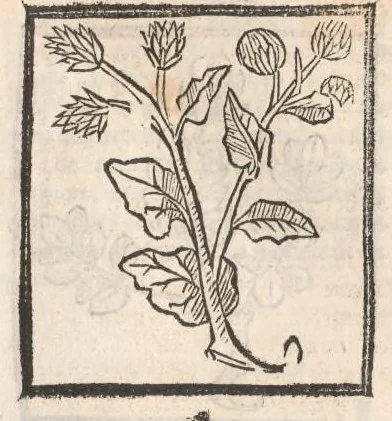 An illustration from [Arbolayre :] Le grant herbier en françois, leaf 104