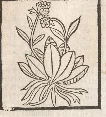 An illustration from [Arbolayre :] Le grant herbier en françois, leaf 108