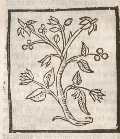 An illustration from [Arbolayre :] Le grant herbier en françois, leaf 111